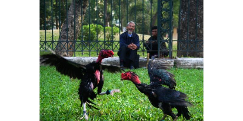 Az368 là nơi trải nghiệm tốt khi xem trực tiếp đá gà