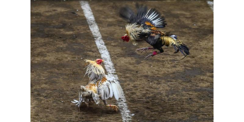 Hình thức thi đấu đá gà cựa dao dành cho anh em cược thủ tại Az368