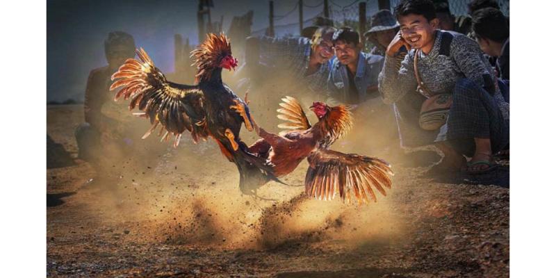 Đá gà Thomo là một hình thức thi đấu chuyên nghiệp và đẳng cấp