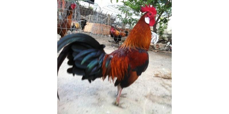  Hình thức thi đấu đá gà đòn C1 tại trang web Az368 cũng được yêu thích nhất