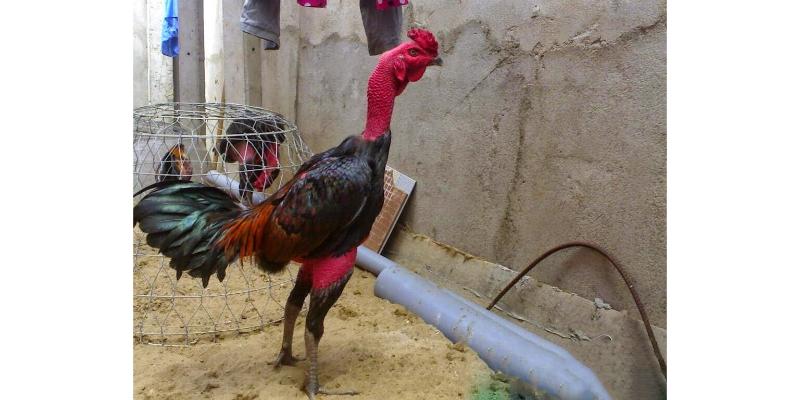 Hướng dẫn anh em cách nạp tiền đơn giản và nhanh nhất tại Az368