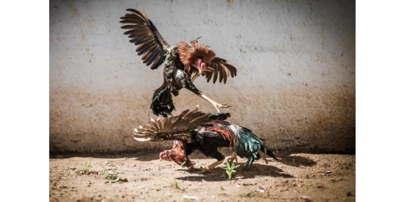 Luôn có chương trình ưu đãi hấp dẫn đến cho thành viên tại Az368