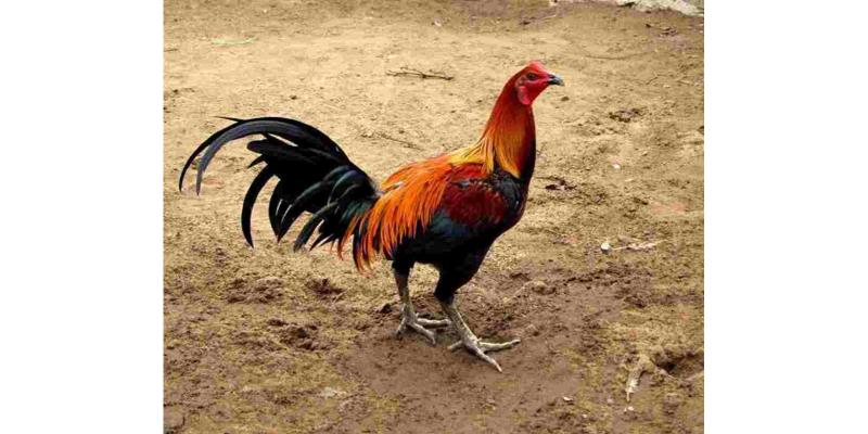 Cách rút tiền thắng cược dễ dàng tại Az368 đến cho anh em cược thủ