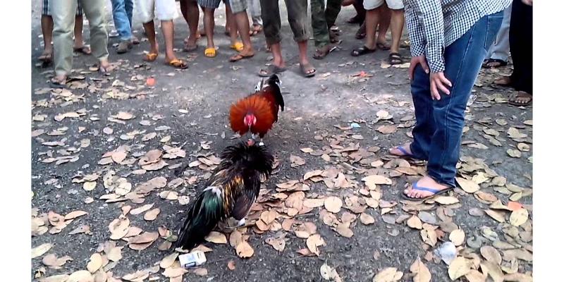 Những điều bạn cần lưu ý khi xem đá gà trực tiếp tại trang web Az368