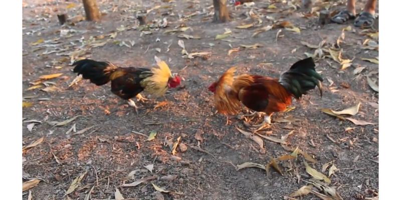 Cách lấy lại mật khẩu tài khoản cá cược đơn giản tại nhà cái Az368 cho anh em