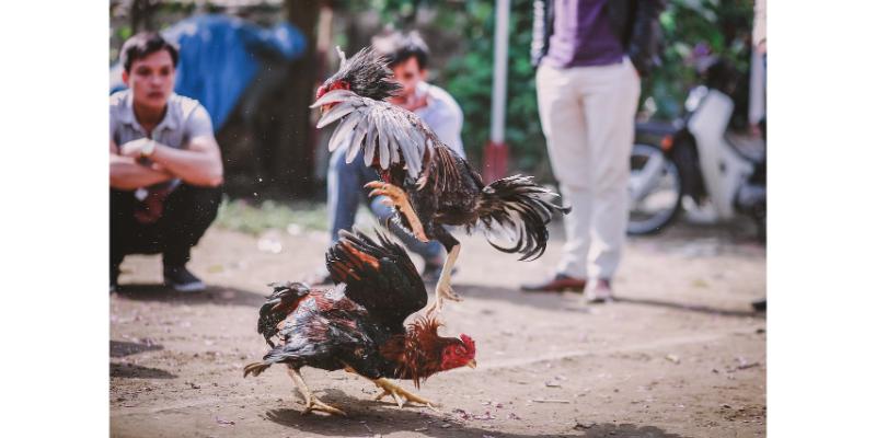 Một số lưu ý khi xem đá gà trực tiếp tại trang web Az368