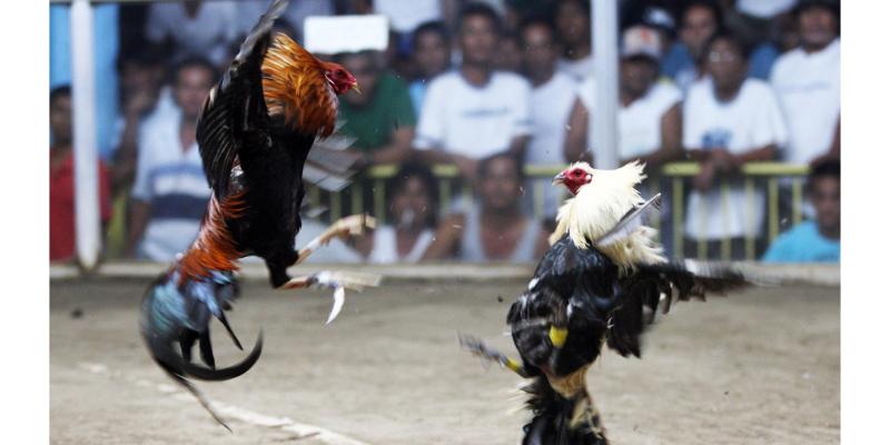 Lưu ý khi truy cập vào trang web xem đá gà trực tuyến bạn cần biết