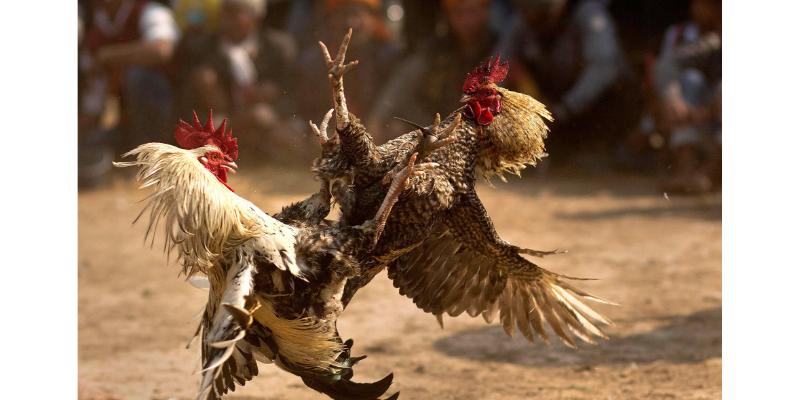 Dễ dàng xem trực tiếp các trận đấu đá gà hay và hấp dẫn
