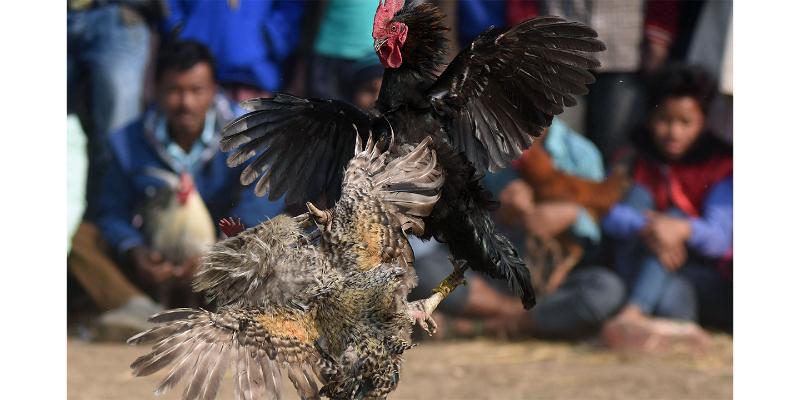 Anh em cược thủ dễ dàng tham gia cá cược