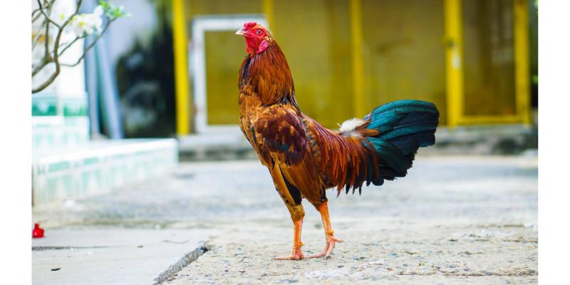 Thưởng thức những trận đấu hay và hấp dẫn tại trang web Az368